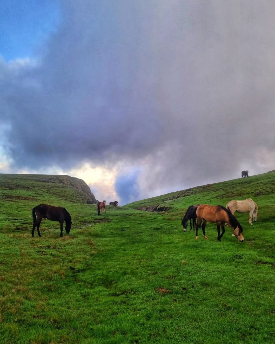 Horses grazing in an Ethiopian highland landscape